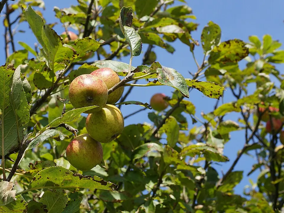 Crabapple, photo 1
