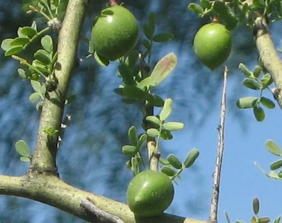 Chañar, photo 3