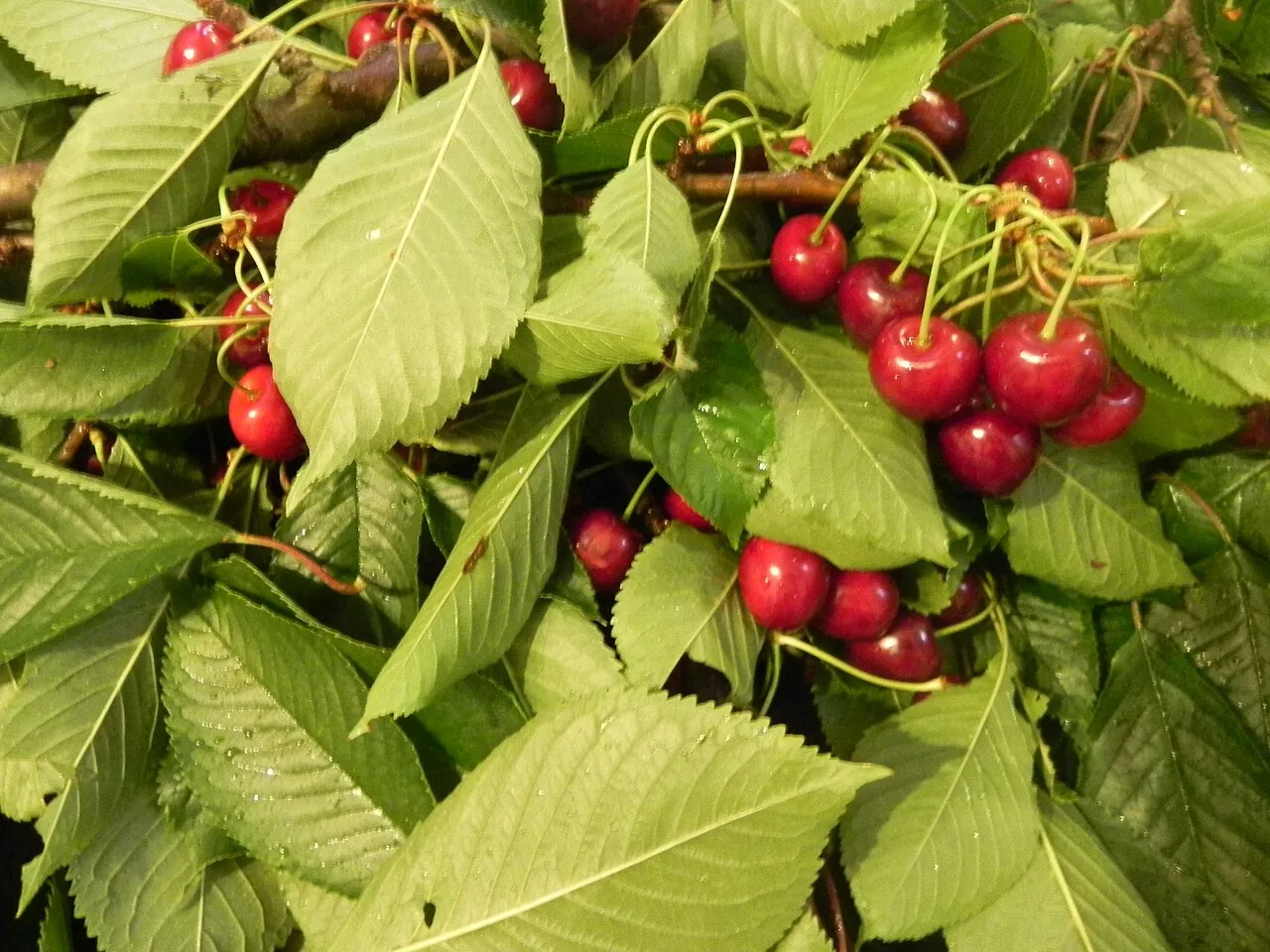 Sweet cherry, photo 1
