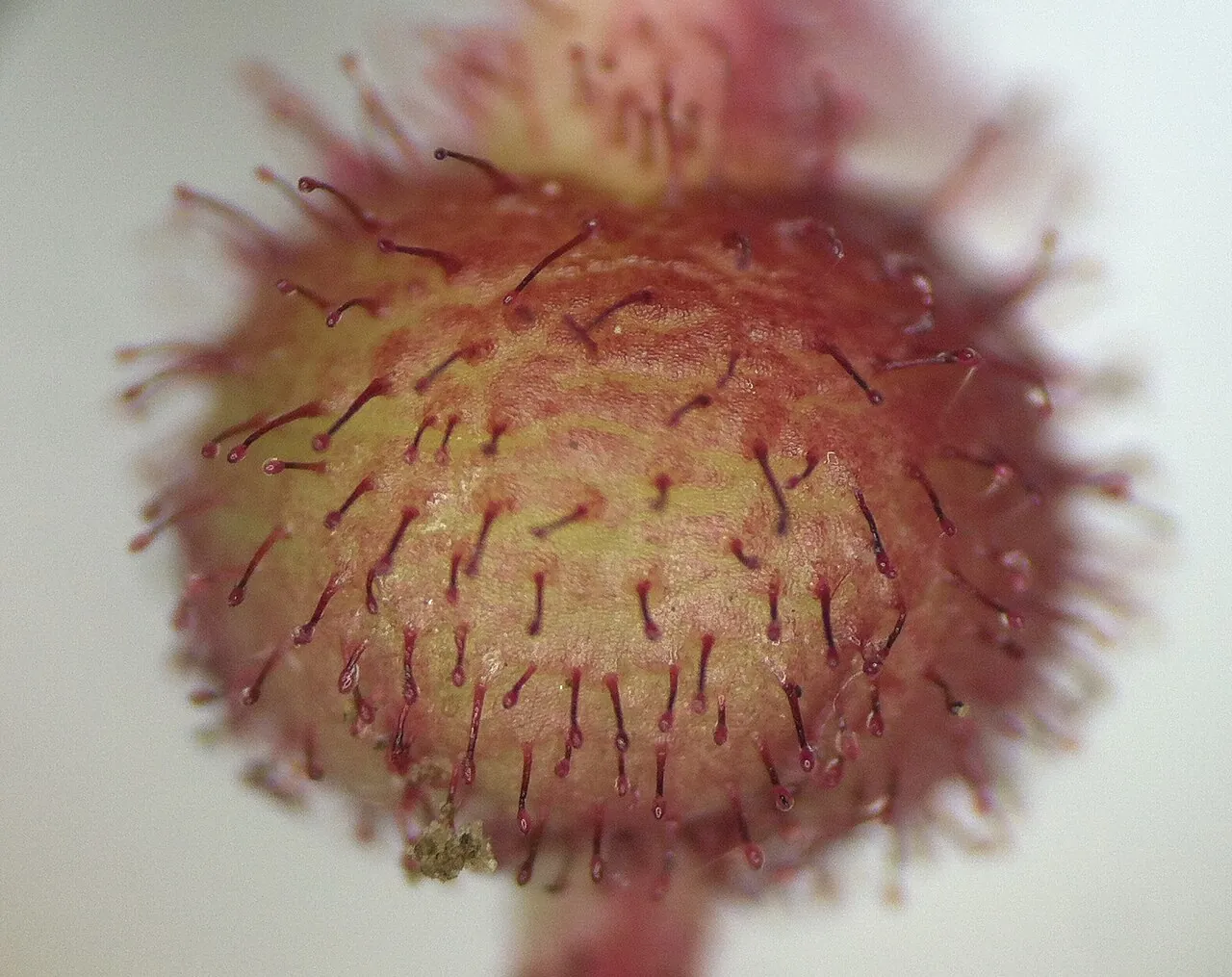 Salal berry, photo 2