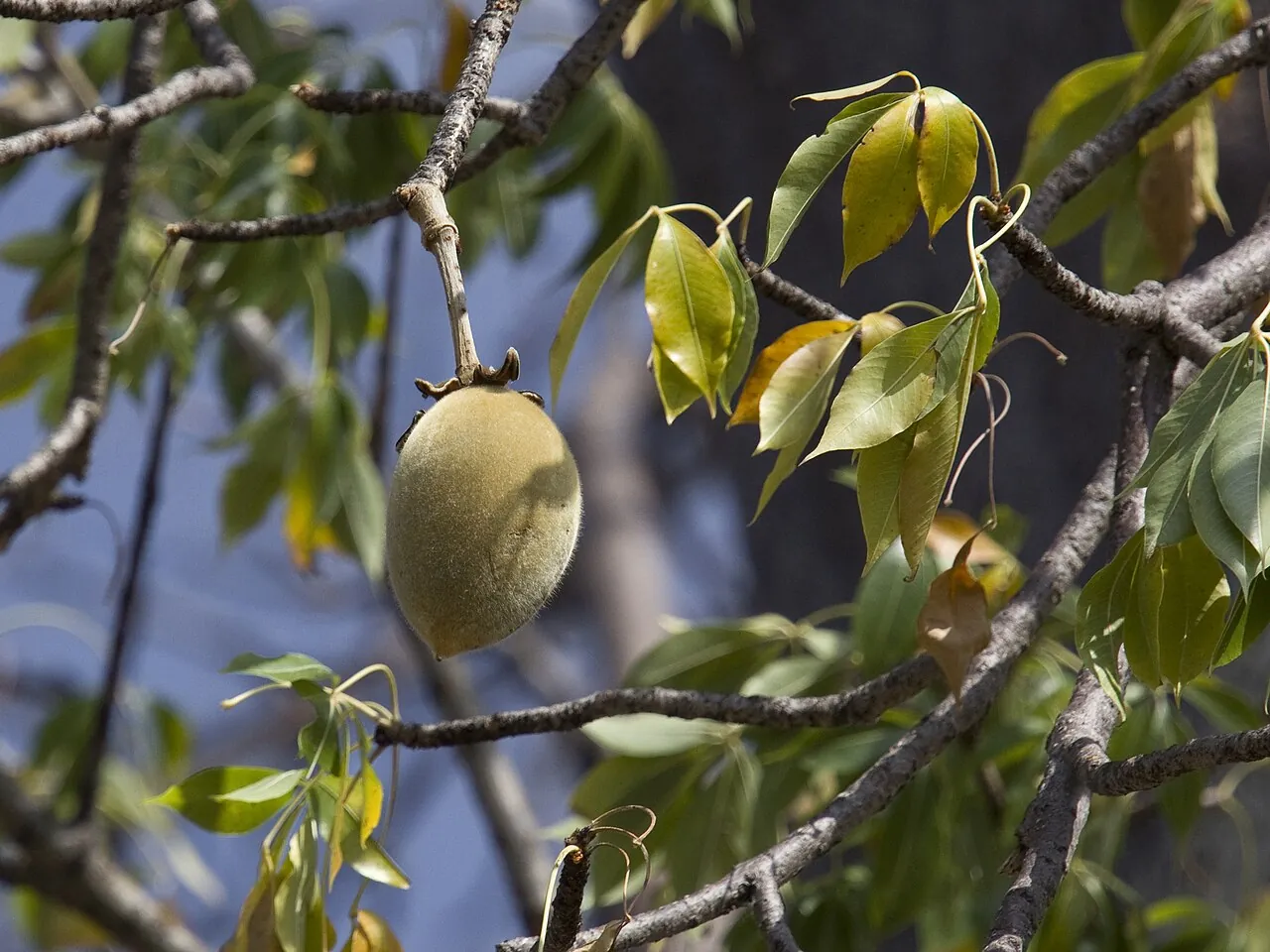Baobab fruit, photo 1