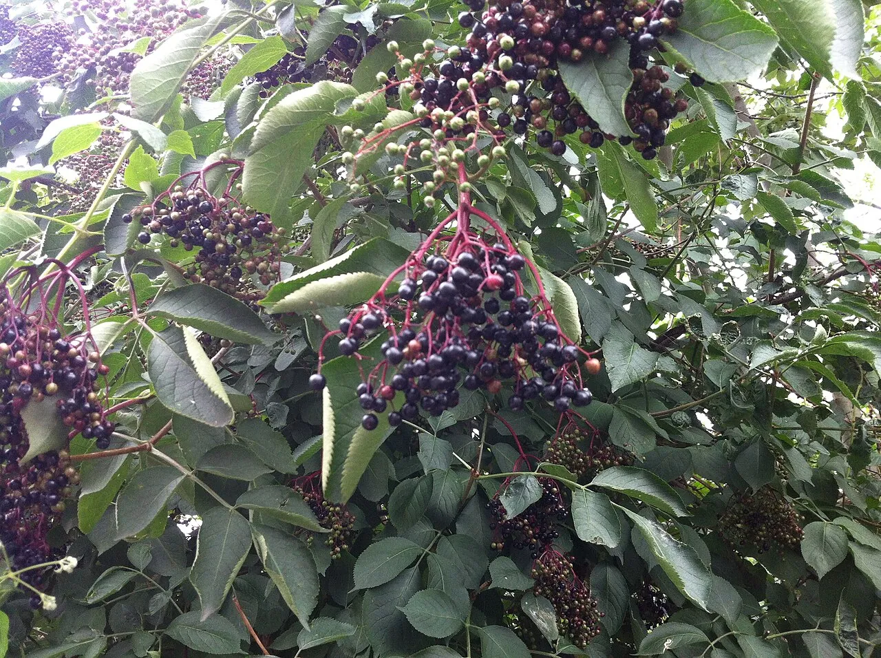 Elderberry, photo 1