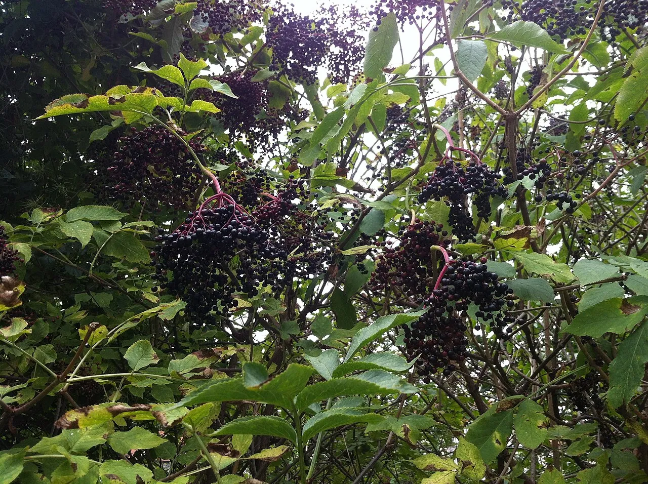 Elderberry, photo 3
