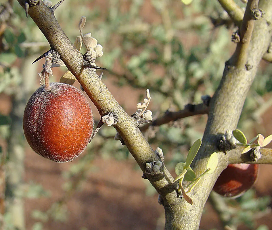Chañar, photo 1