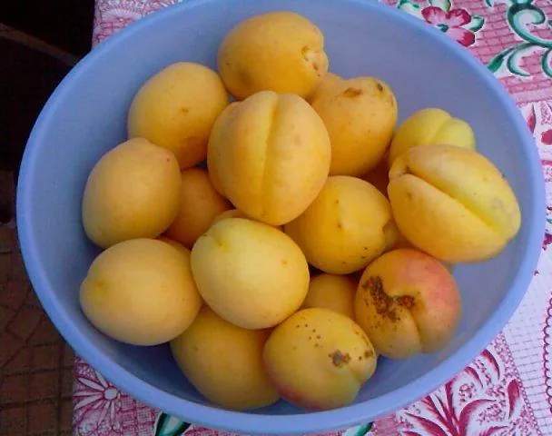 Apricot, photo 1