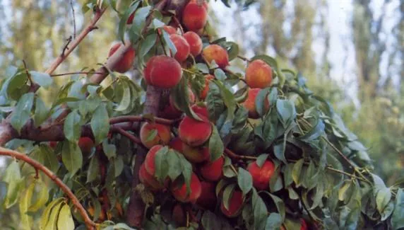 Peach, photo 1