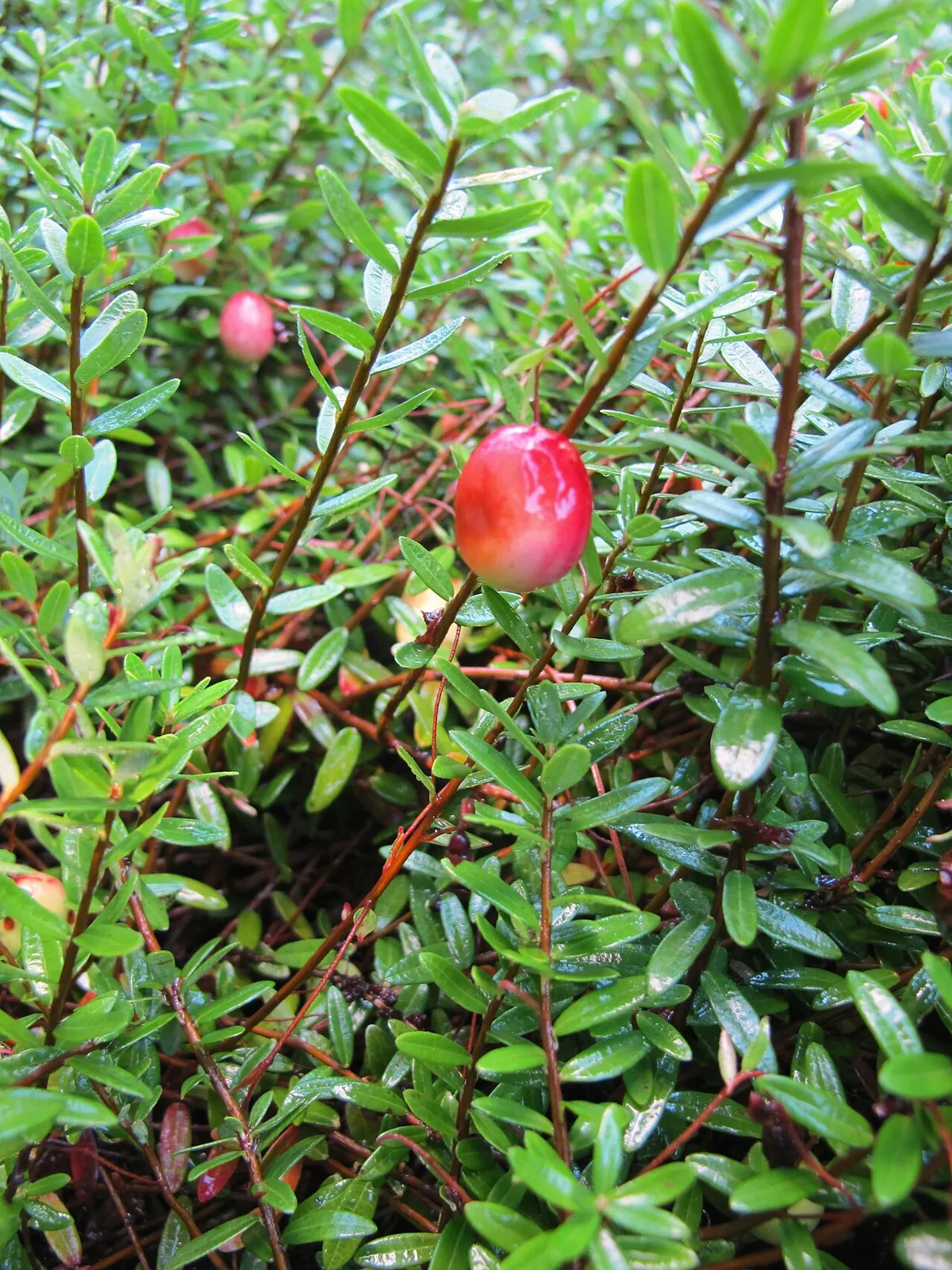 Cranberry, photo 1