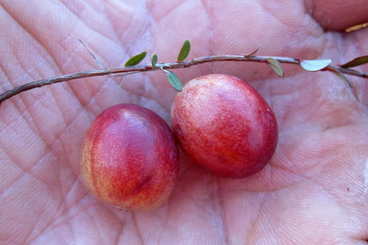 Cranberry, photo 3