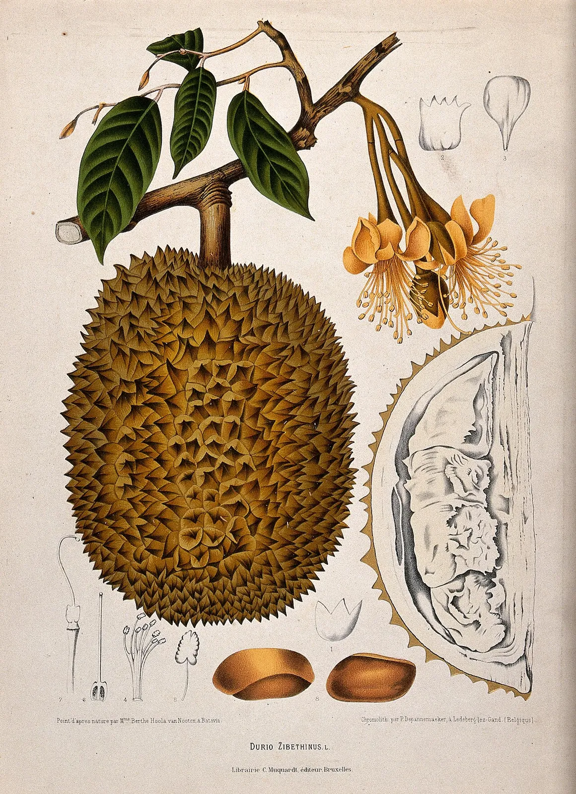 Durian, photo 2