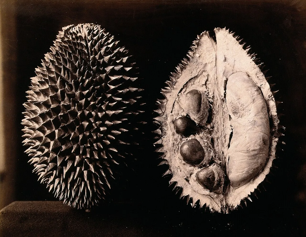 Durian, photo 3