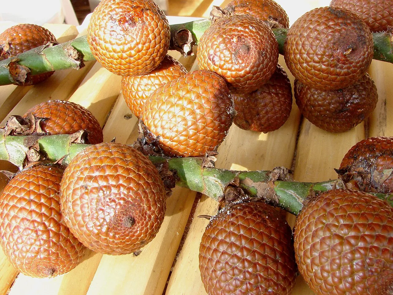Buriti, photo 1