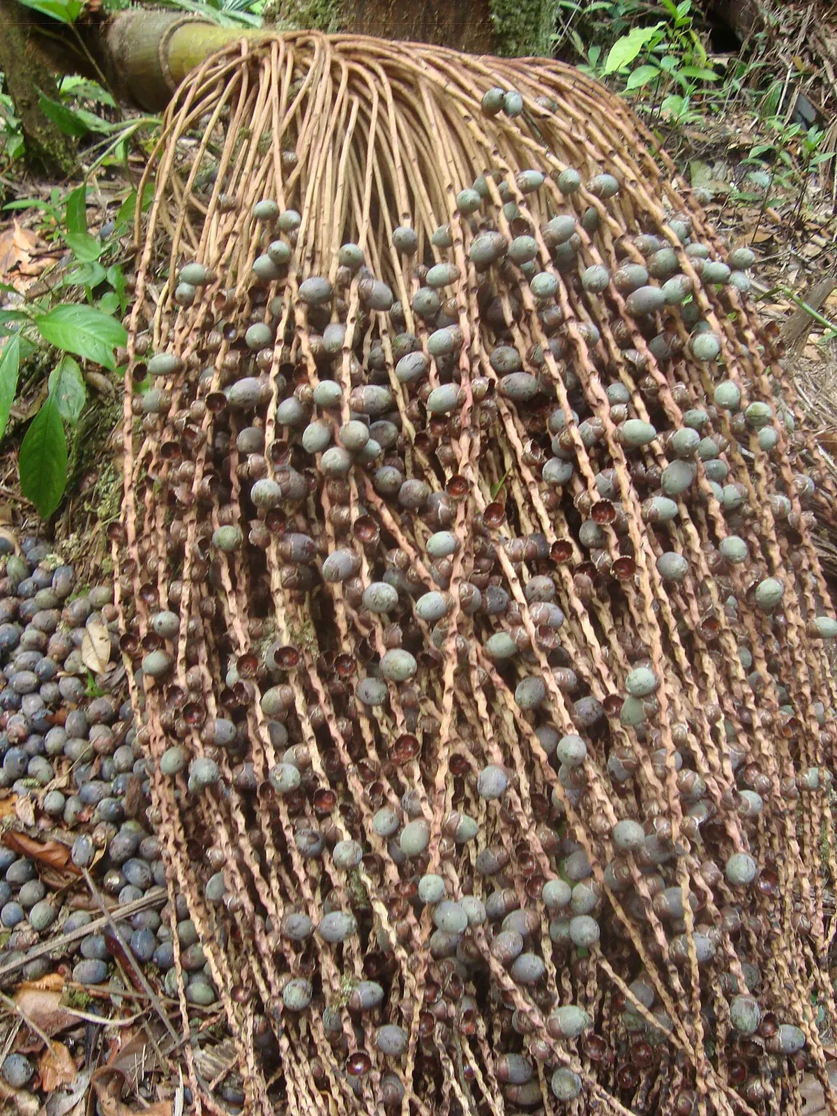 Pataua, photo 1