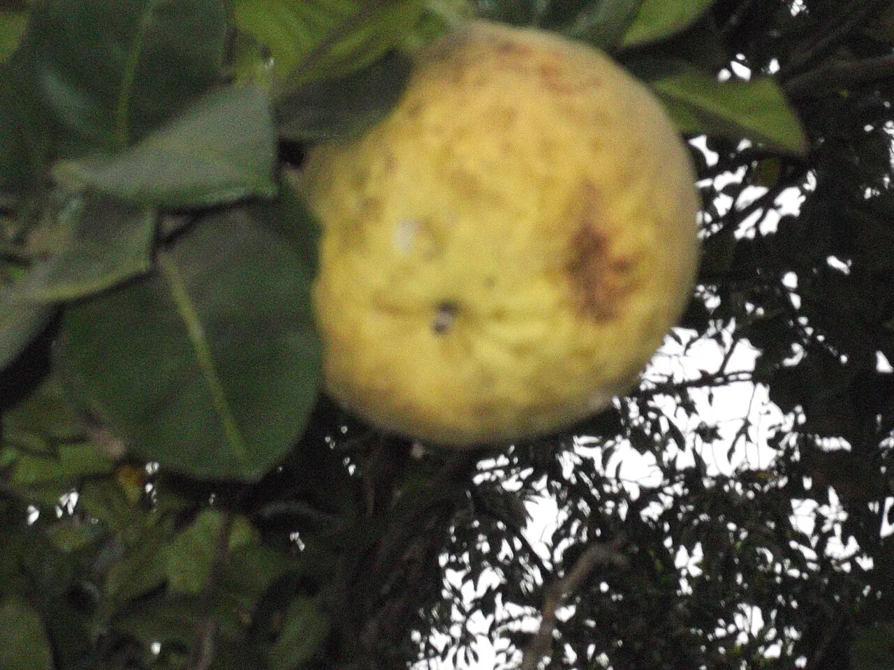 Pomelo, photo 3