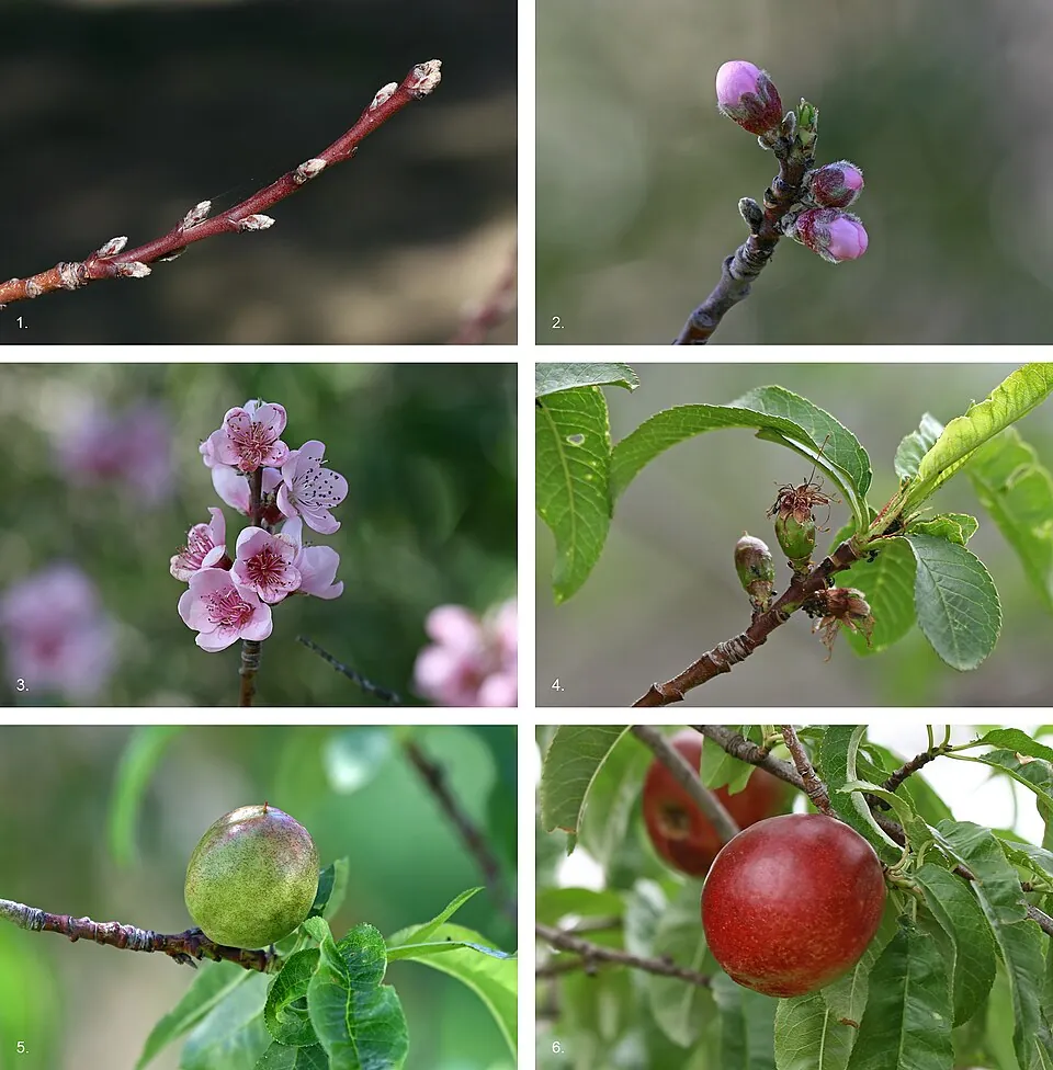 Nectarine, photo 3