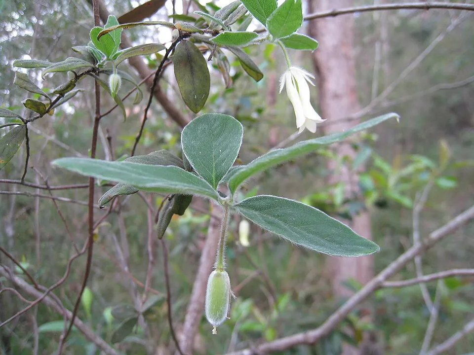 Apple berry, photo 3
