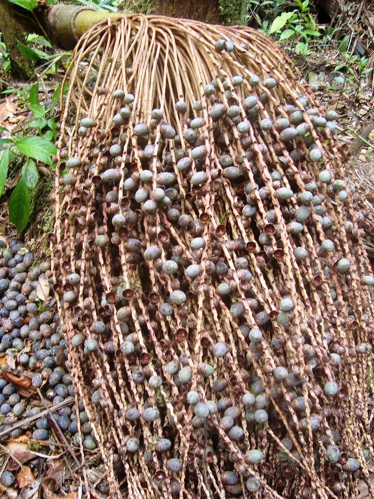 Pataua, photo 2