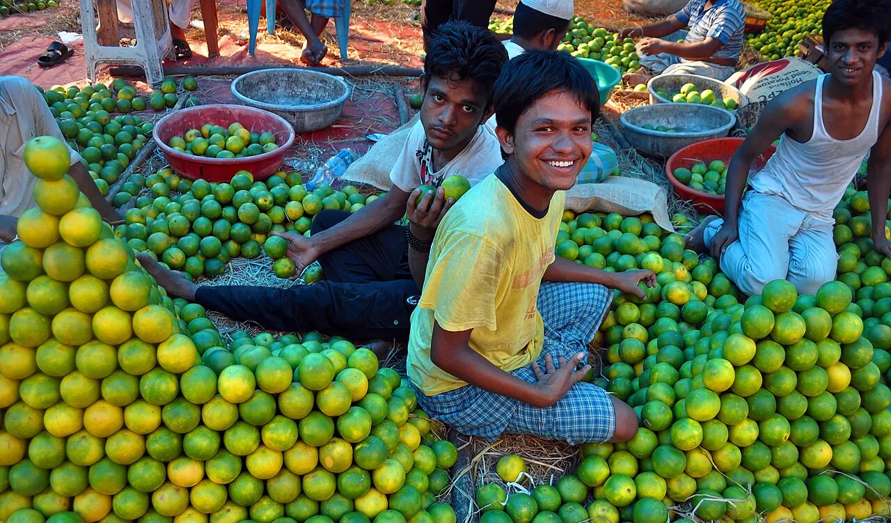 Sweet lime, photo 2