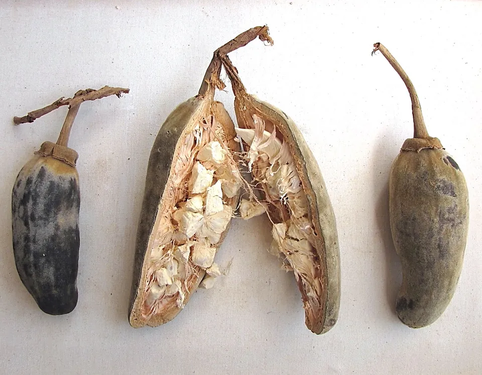 Baobab fruit, photo 2