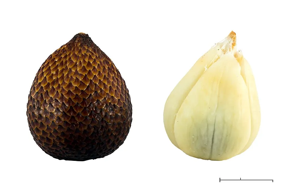 Salak, photo 1