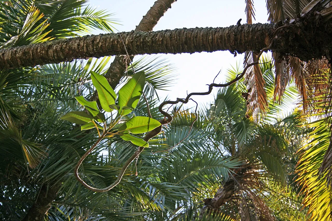 Wild date palm fruit, photo 3
