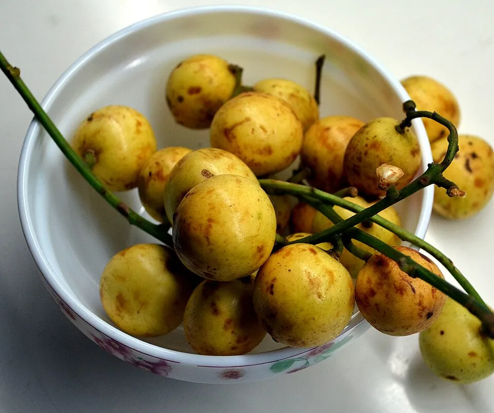 Burmese grape, photo 1