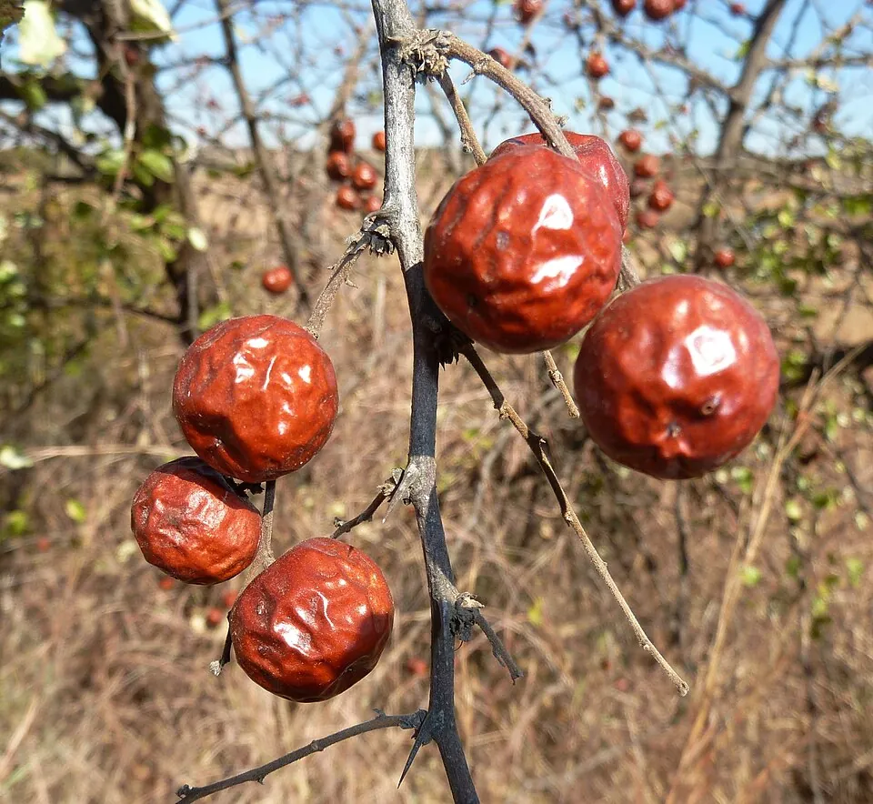 Buffalo thorn fruit, photo 1