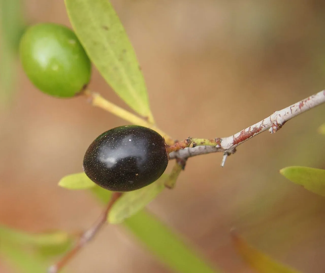 Conkerberry, photo 1
