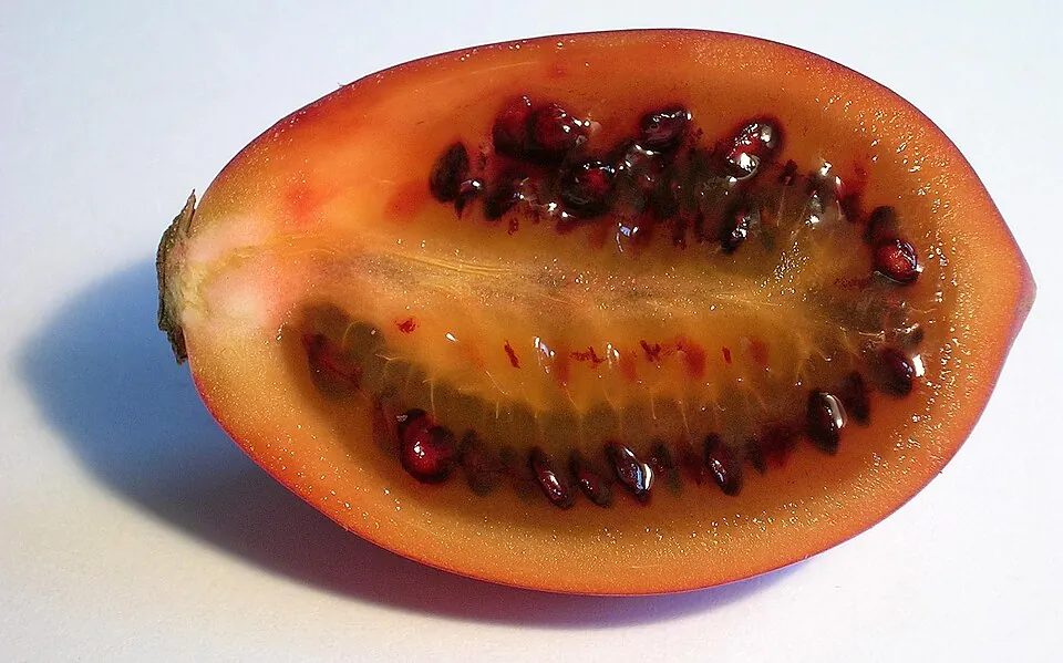 Tamarillo, photo 2