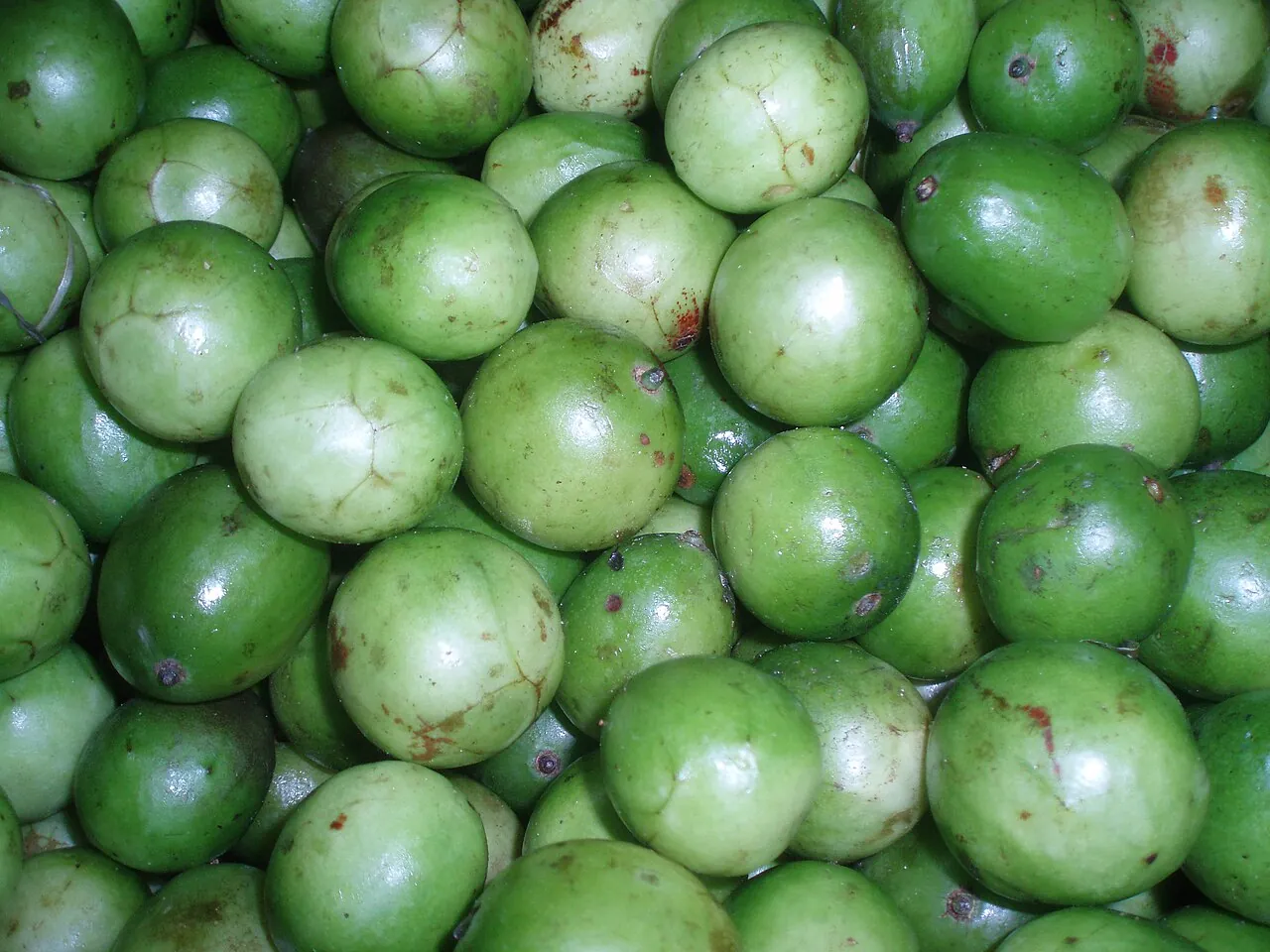 Umbu, photo 1