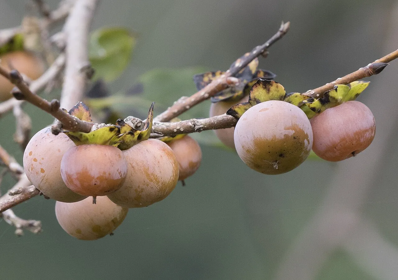 Date plum, photo 2