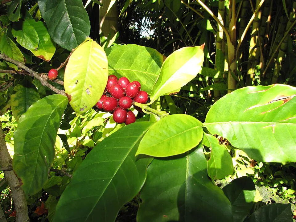 Coffee cherry, photo 1