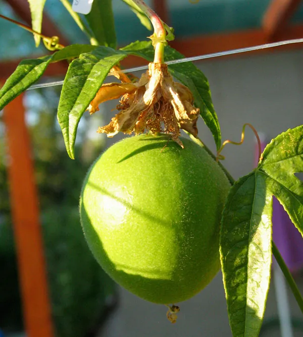 Maypop, photo 1