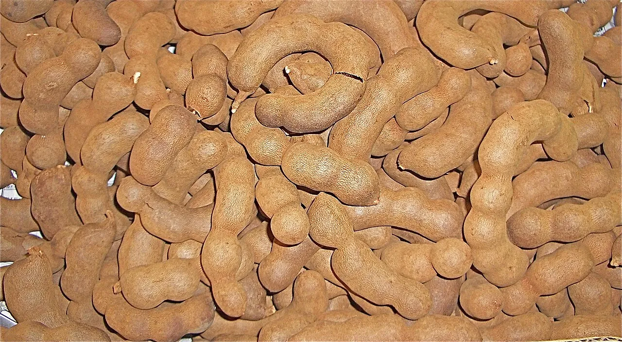 Tamarind, photo 3
