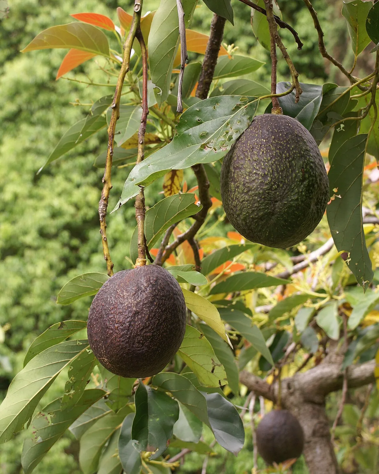 Avocado, photo 1