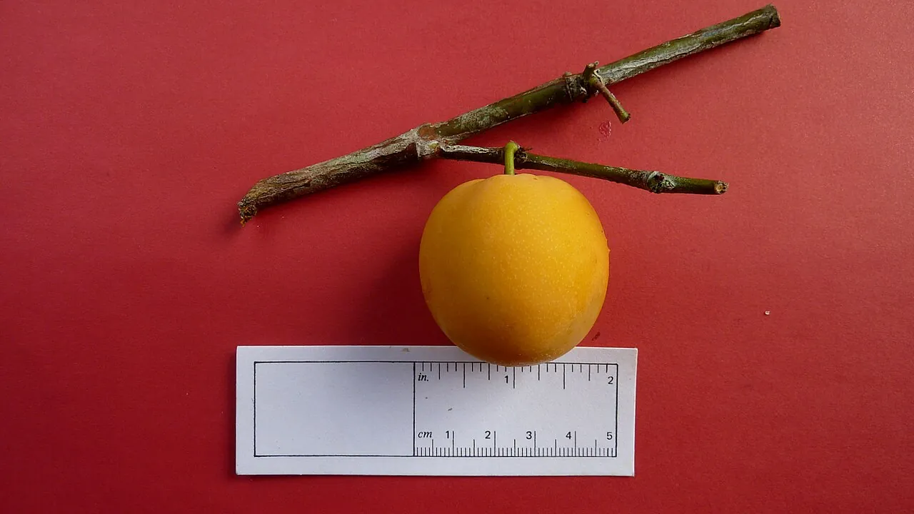 Bacupari, photo 2