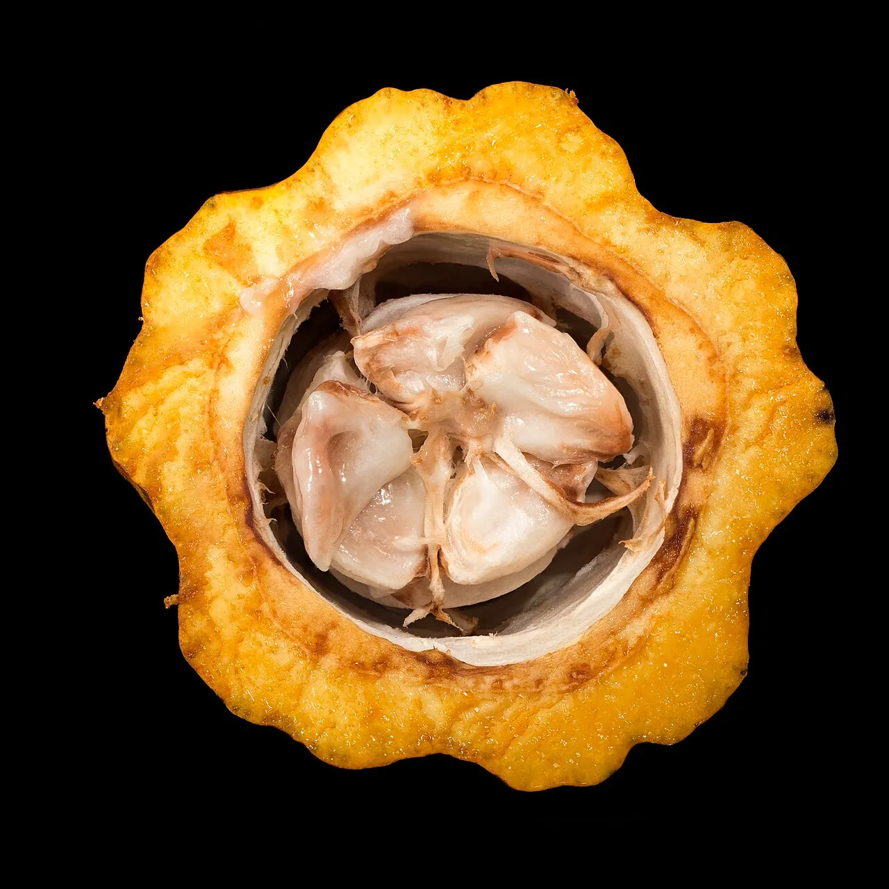 Cacao fruit, photo 4