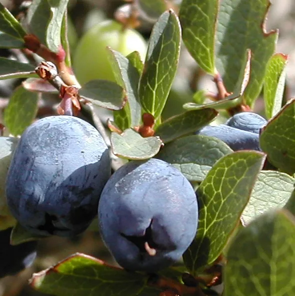 Bog bilberry, photo 2