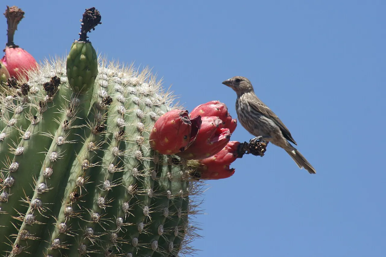Saguaro fruit, photo 2