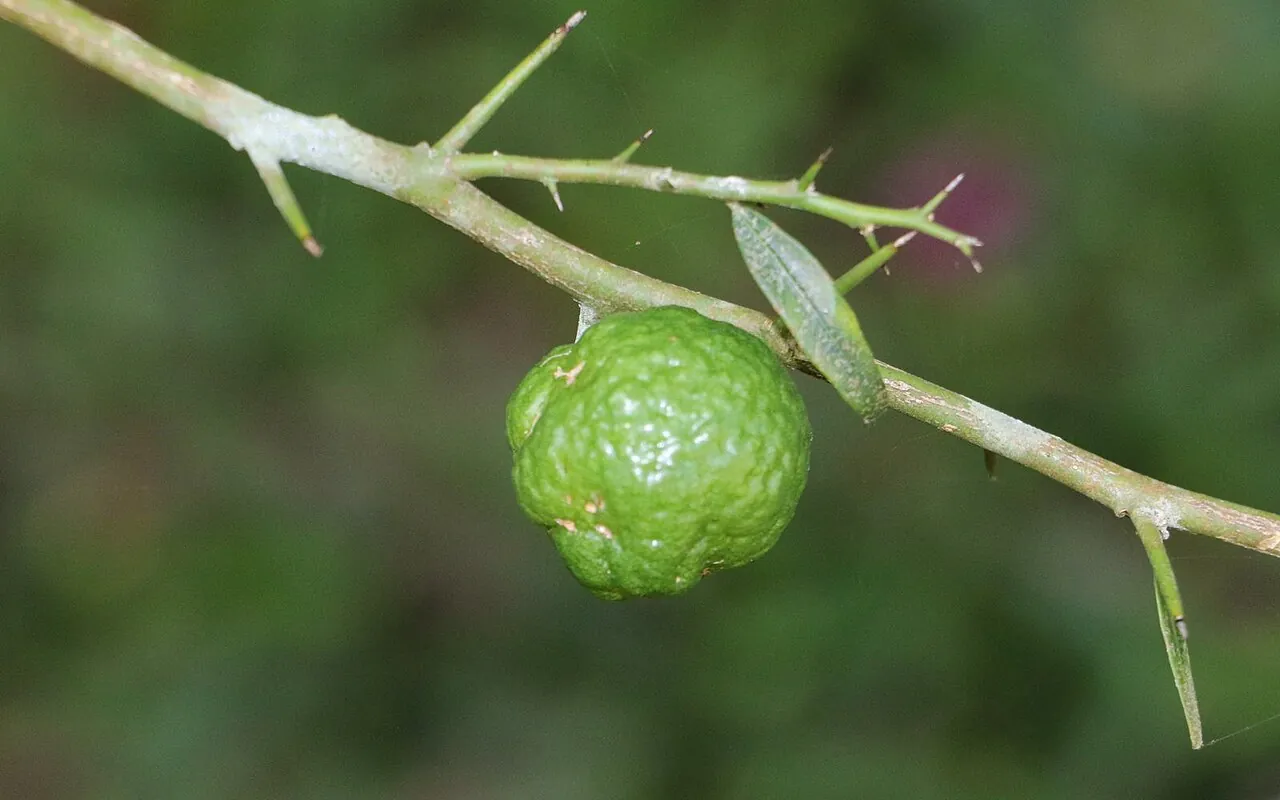 Round lime, photo 1