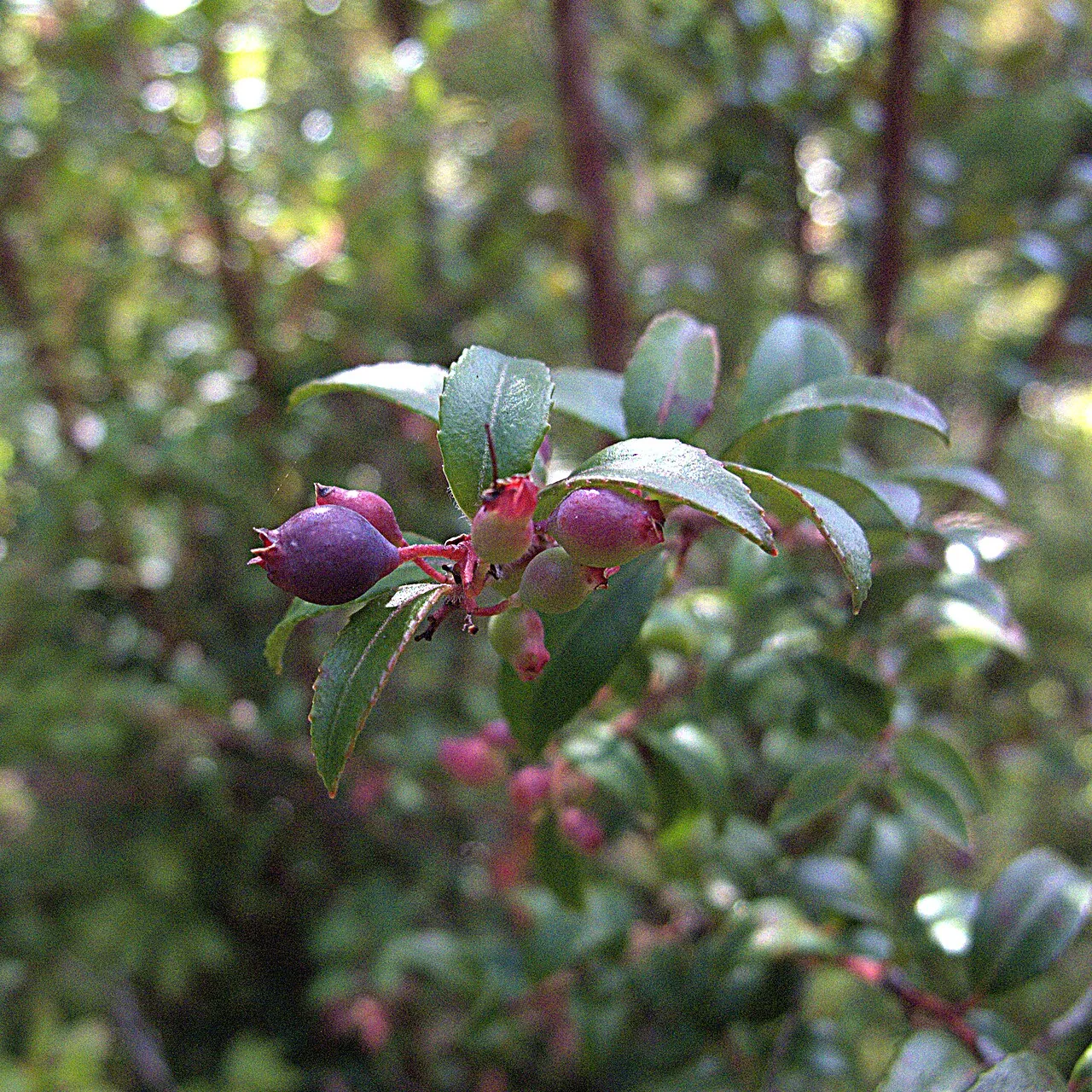 Evergreen huckleberry, photo 1