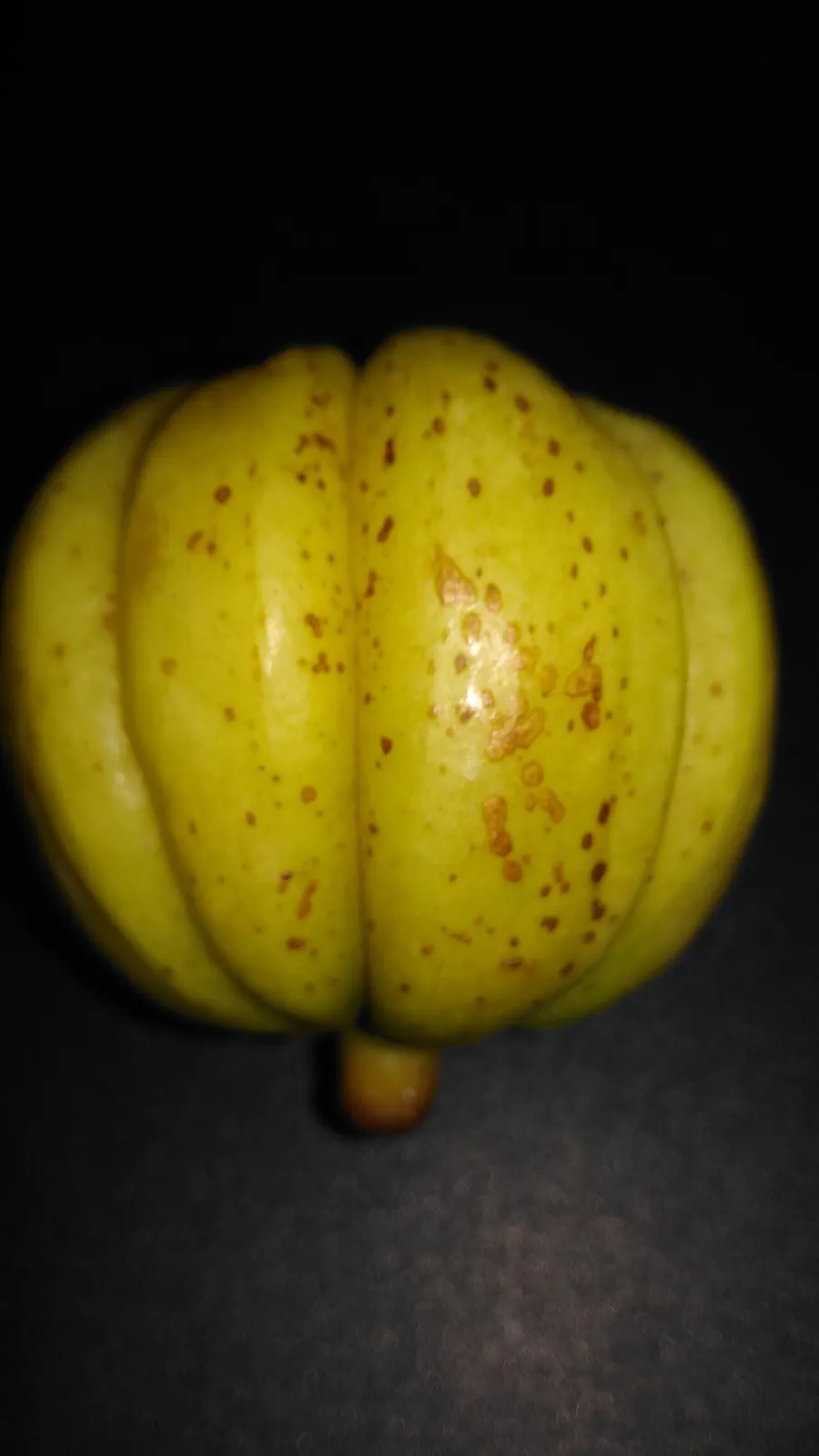 Malabar tamarind, photo 1
