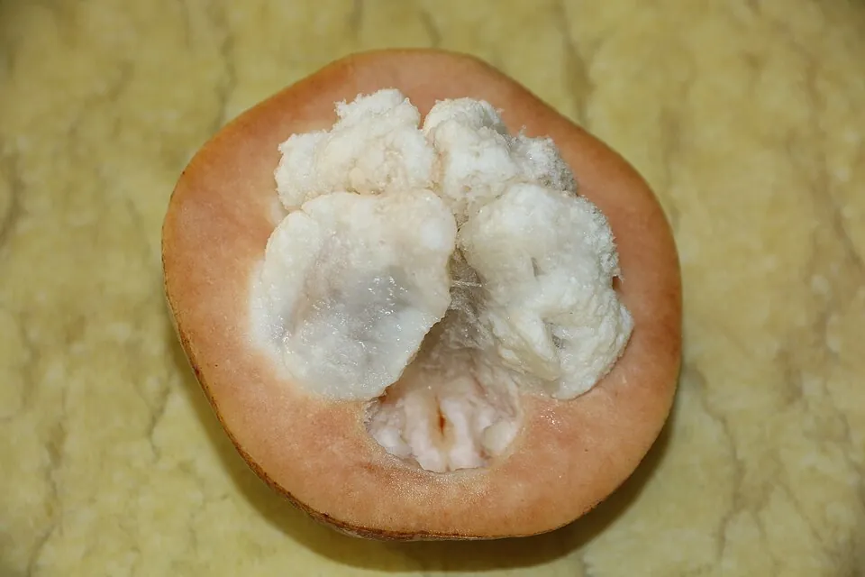 Santol, photo 1