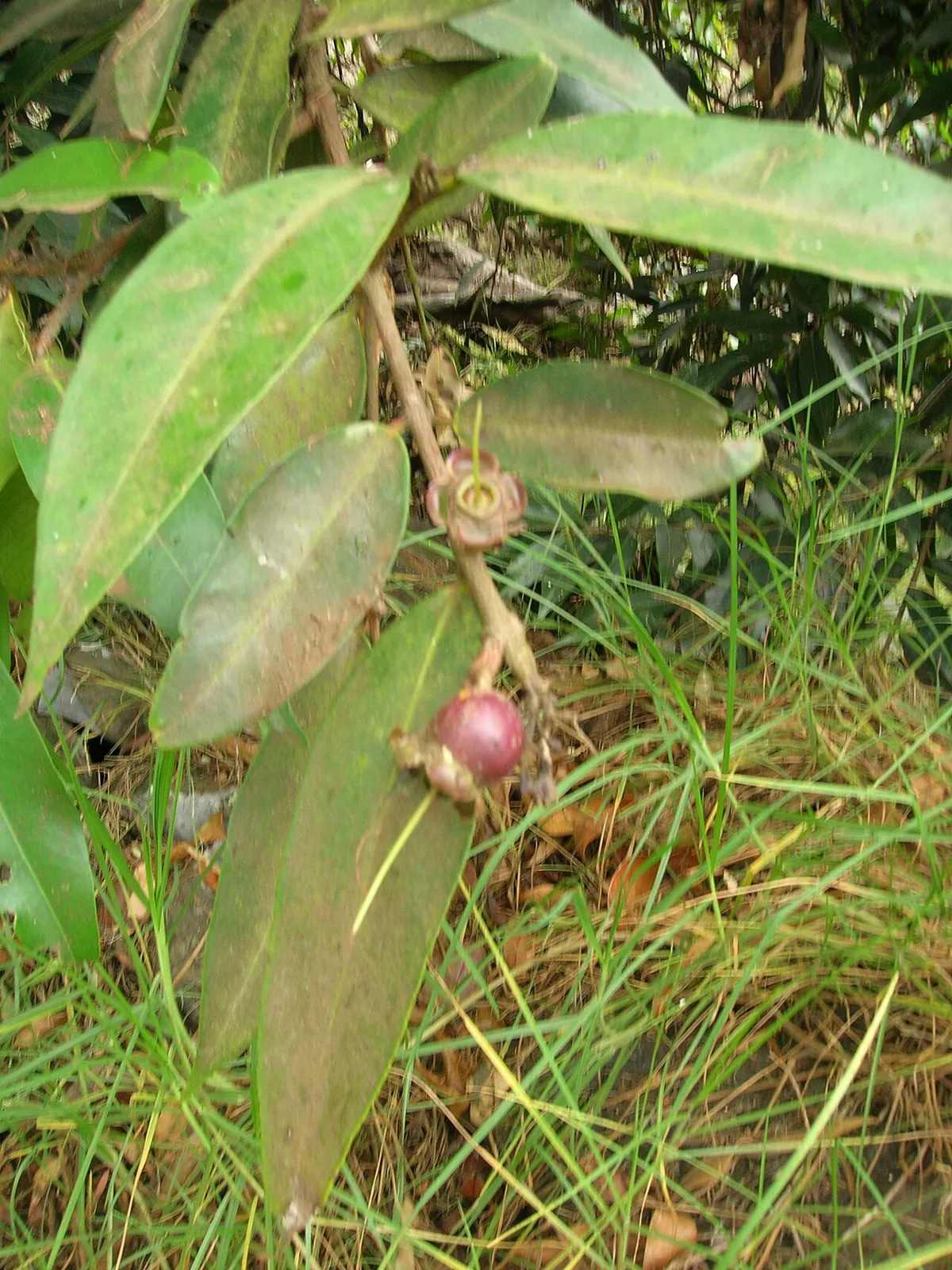 Rose apple, photo 3