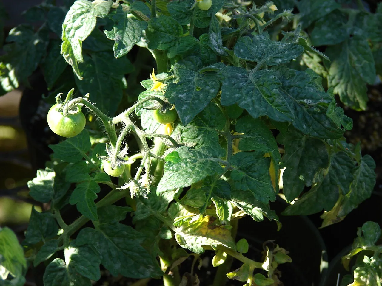 Tomato, photo 4