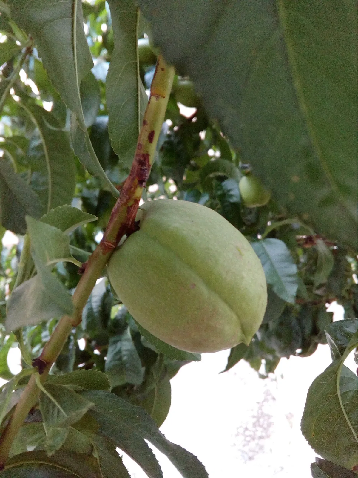 Apricot, photo 4