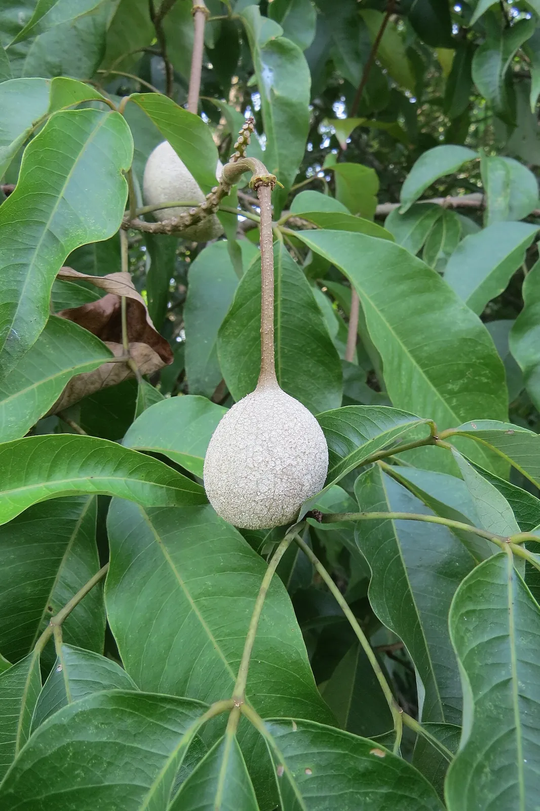 Abiyuch, photo 1