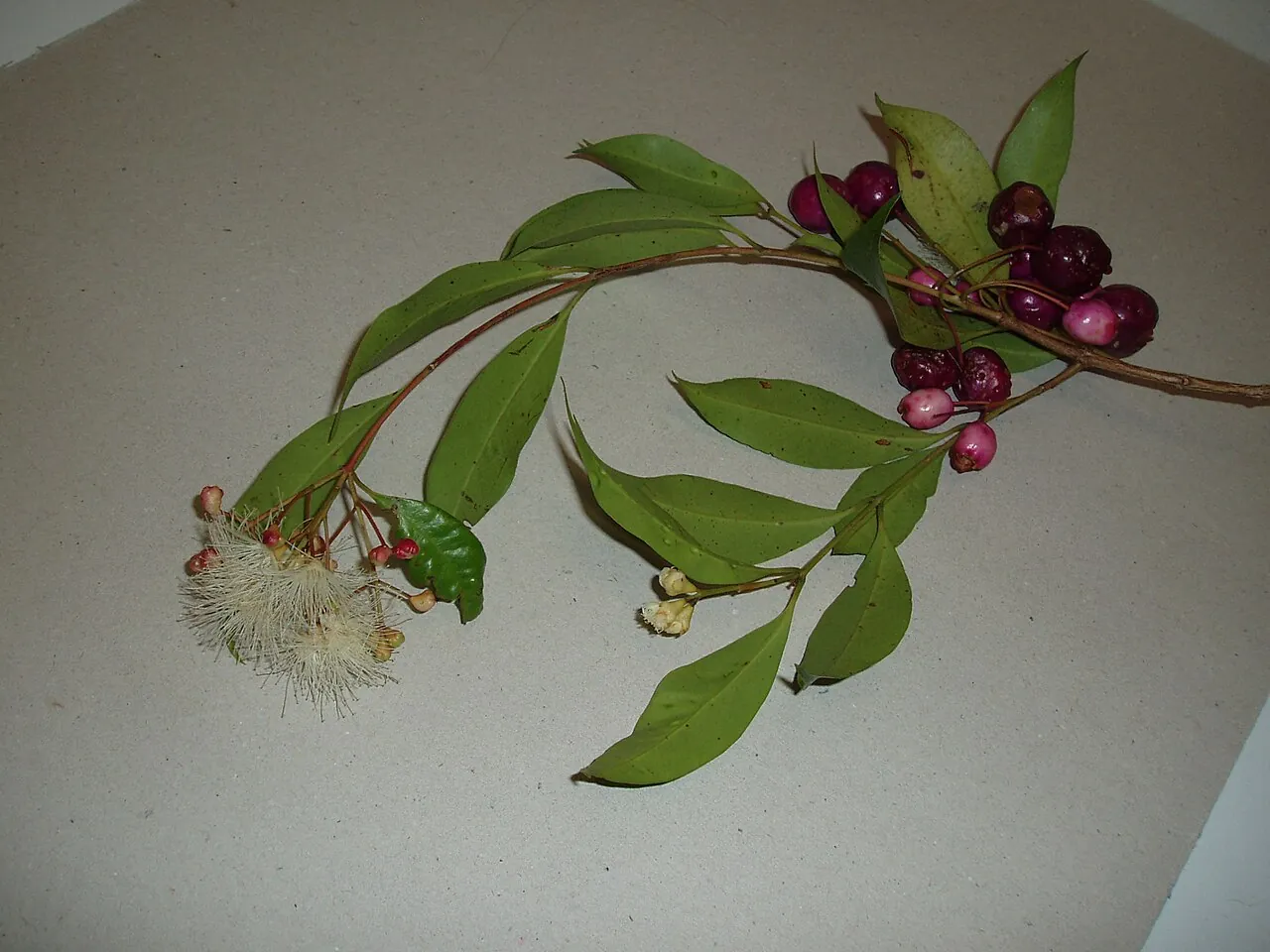 Magenta lilly pilly, photo 1