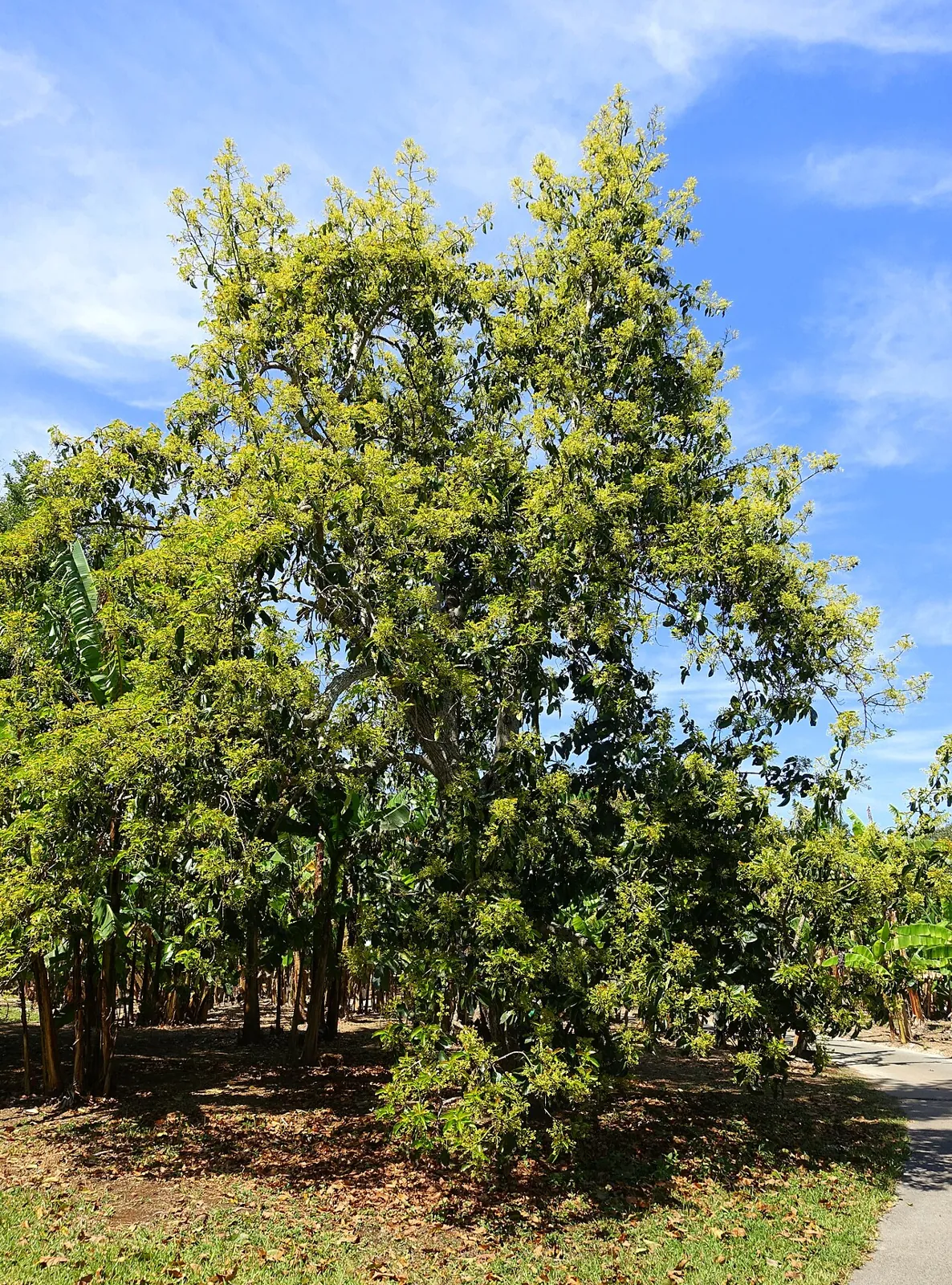 Avocado, photo 3