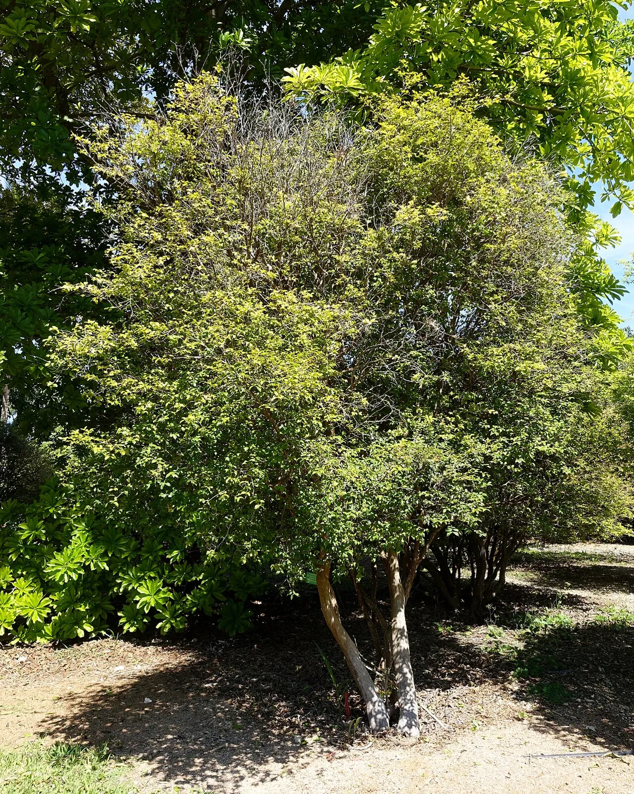 Jabuticaba, photo 3