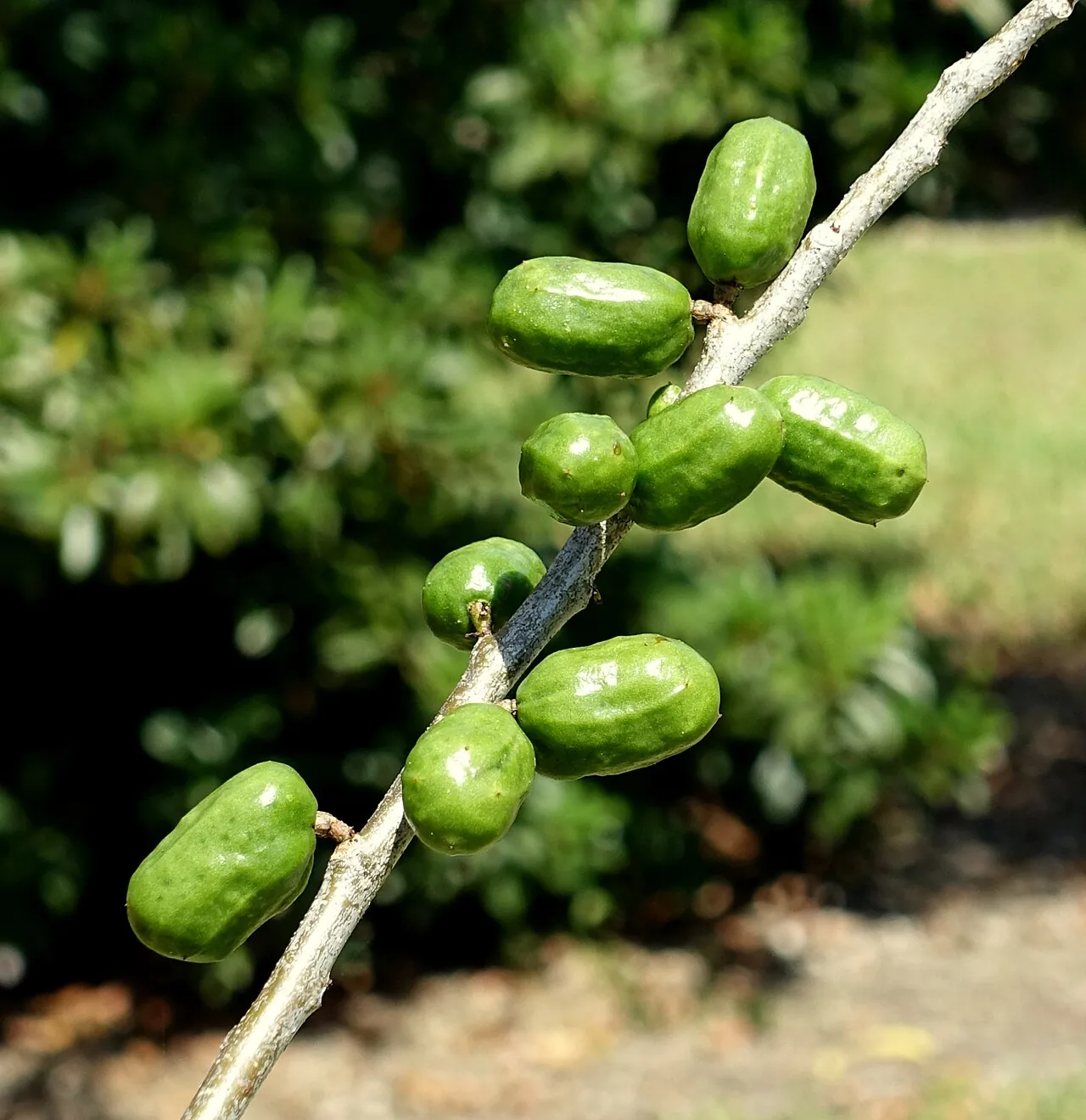 Jocote, photo 2